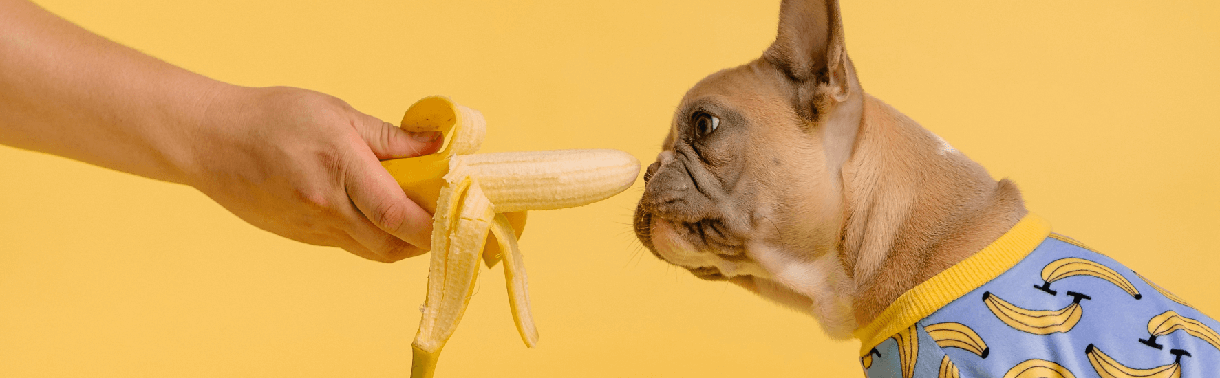 Kaip parinkti maistą šuniui
